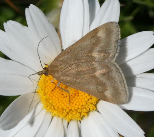 Pyrausta aerealis
